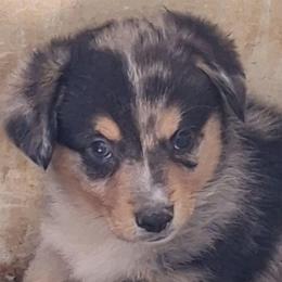 E34 - Blue female Companion Cross puppy in Fairview, South Dakota from Dakota Toy Aussies