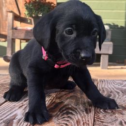 Black Girl Pink Collar - Black female Labrador Retriever puppy in Ozark, Arkansas from Middle Ridge Retrievers