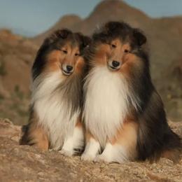 Shetland Sheepdogs from Karen Salvage