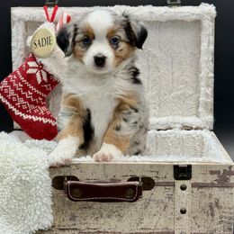 Lorelei - Blue merle female Miniature Australian Shepherd puppy in Covington, Pennsylvania from Rigas Mini Aussies LLC