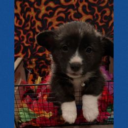 Blue collar - Brindle and white male American Corgi puppy in Golden Valley, Arizona from Mahala Henry