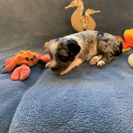 Miniature Australian Shepherd and Toy Australian Shepherd Puppies from Pawesome Lil Aussies