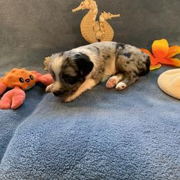 Miniature Australian Shepherd and Toy Australian Shepherd Puppies from Pawesome Lil Aussies