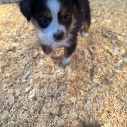 Dancer - Black tri female Toy Australian Shepherd puppy in Menan, Idaho from Teton Toy Aussies
