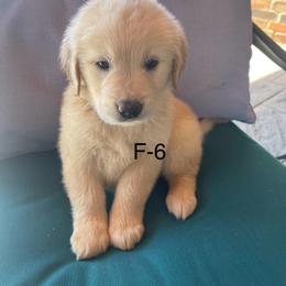 Golden Retriever Puppies from Emily Goetting