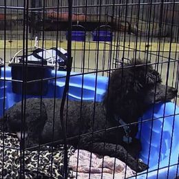 Aussiedoodles and Labradoodles from West Doodles and Retrievers