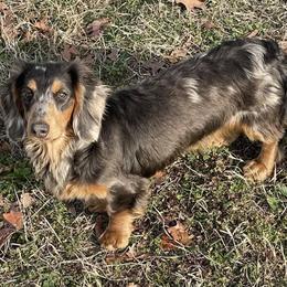 Zion - Dachshund