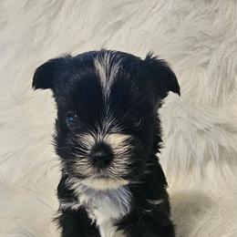 Donald - Parti male Yorkshire Terrier puppy in Hamilton, Ohio from Purebred Yorkies of Ohio