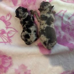 Girl 1 - Blue merle female Pomeranian puppy in Hand Place, Idaho from Idahoan Poms