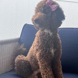 Bella - Goldendoodle