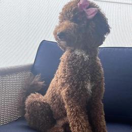Bella - Goldendoodle