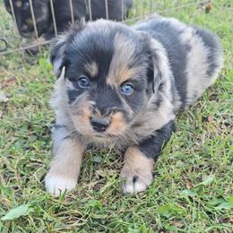 Blue Merle Male - Blue merle male Australian Shepherd puppy in Crossville, Alabama from Bluff View Aussies