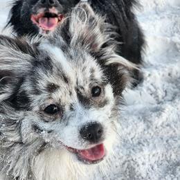 Remy - Pomeranian