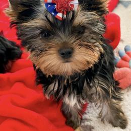 Yorkshire Terrier Puppies from Essence of Grace Yorkies