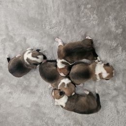 Pembroke Welsh Corgi and Saint Bernard Puppies from Middle Georgia Saints and Corgis