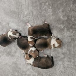 Pembroke Welsh Corgi and Saint Bernard Puppies from Middle Georgia Saints and Corgis