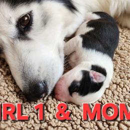 Girl 1 - Black and white female Siberian Husky puppy in Helen, Georgia from Royal Siberian AKC Huskies
