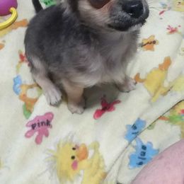 Chihuahuas from SUWYN