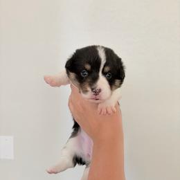 4 - Black and white female American Corgi puppy in Boyd, Texas from Barker's Corgis