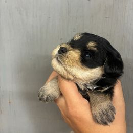 Grey - Black and silver male Miniature Schnauzer puppy in Sparta, North Carolina from New River Miniature Schnauzers and Anatolians