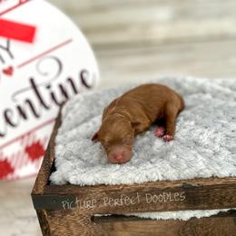 Purple Collar - Red female Cavapoo puppy in St George, Utah from Picture Perfect Doodles