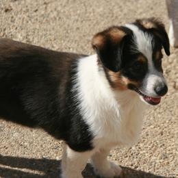 Dexter - Black male Companion Cross puppy in Fairview, South Dakota from Dakota Toy Aussies