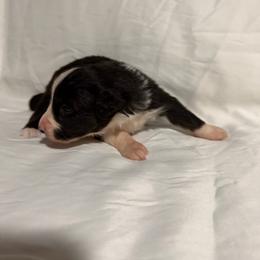 T - Black tri-color male Australian Shepherd puppy in Lynnville, Indiana from Moonlightaussies