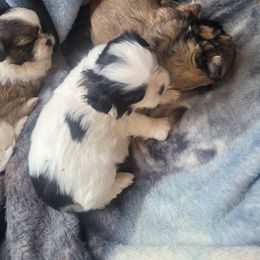 Shih Tzu Puppies from DeFord Shih Tzu