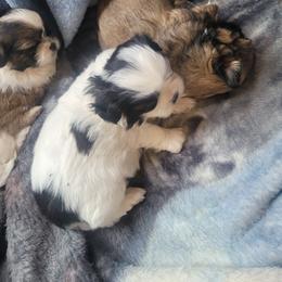 Shih Tzu Puppies from DeFord Shih Tzu