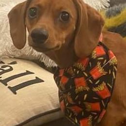 Dachshund Puppies from Elzy Family