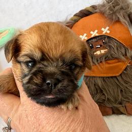Mandolorian runt - Red male Brussels Griffon puppy in Seneca, Missouri from Stephanie’s Puppy Colony