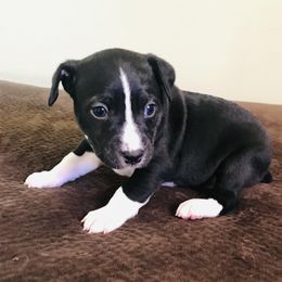 Rat Terrier Puppies from Kicking Bear