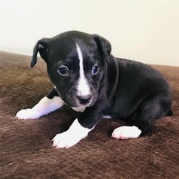 Rat Terrier Puppies from Kicking Bear