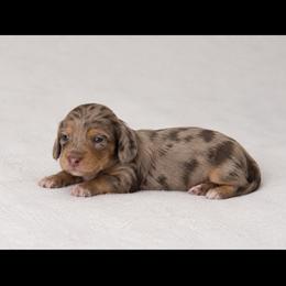 Chocolate Dapple Male (2) - Dapple male Dachshund puppy in Bakersfield, California from Pretty Dachshunds 661