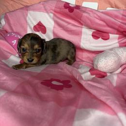 Brooke - Dapple female Dachshund puppy in Lake City, Florida from My Ditzy Doxies of Florida