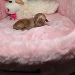 Light blue - Cream male Dachshund puppy in Bristol, Tennessee from It's Mini Wieners Baby