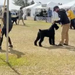 Giant Schnauzer All Grown Up from Hearthmore Giant Schnauzers
