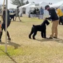 Giant Schnauzer All Grown Up from Hearthmore Giant Schnauzers