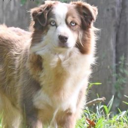 Boobyboo - Miniature Australian Shepherd