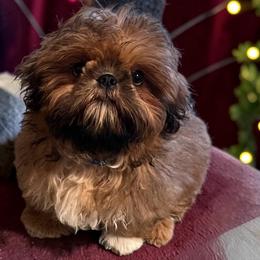 Leo - Red male Shih Tzu puppy in Sacramento, California from NANA’S  QUALITY SHIH TZU'S
