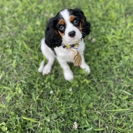 "Benji " Cavalier King Charles Spaniel Puppies from Colorful Cavaliers