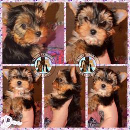 Diva - Black and tan female Yorkshire Terrier puppy in London, Kentucky from Soto Yorkies