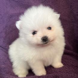 Simon - White male Pomeranian puppy in St. Louis, Missouri from Saint Louis Pomeranian babies