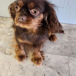 Coco - Cavalier King Charles Spaniel