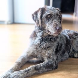 Golden Retrievers, Labradoodles, and Labrador Retrievers from Robertson's Retrievers & Doodles