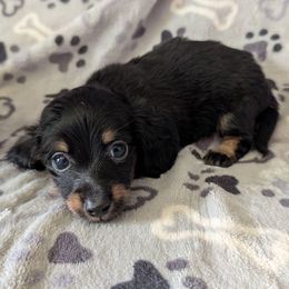 Dean the Black and Cream Boy - Black and cream male Dachshund puppy in Pelion, South Carolina from Doitsujin Dachshunds