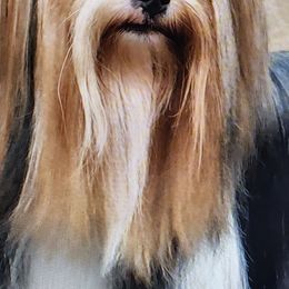 Freya - Biewer Terrier
