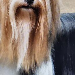 Freya - Biewer Terrier