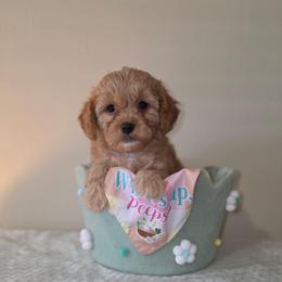 Kisses - Red female Cavapoo puppy in Lincolnton, North Carolina from Cuddable Pups