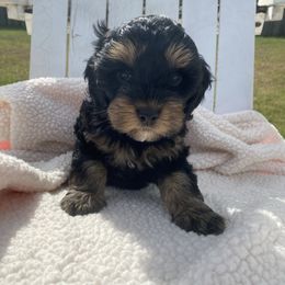 Girl 2 - Cockapoo puppy in Bethlehem, Georgia from Darling Doodles